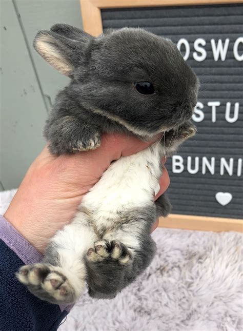 A Guide To Bunny Colours - BOSWORTH BUNNIES