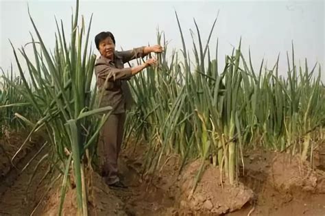 农村人种植大葱，种这么多大葱够吃大半年的了，还是生活在农村好_凤凰网视频_凤凰网