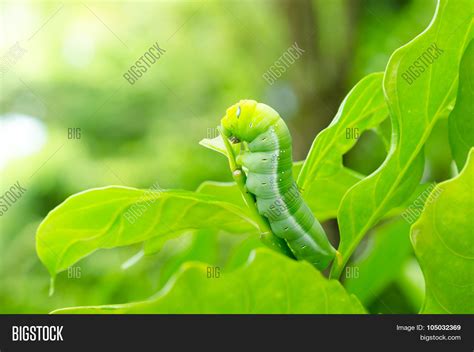 Image result for Butterfly Larvae