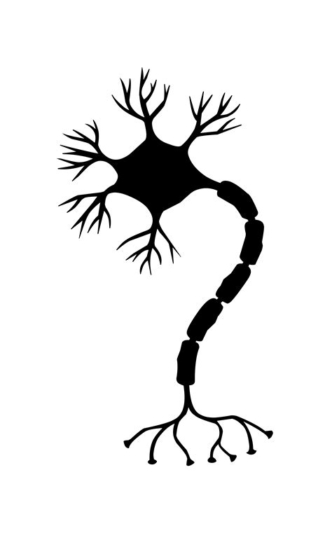 Free Images : nerve cell, neuron, brain, neurons, nervous system ...