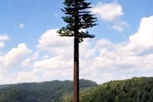 Tallest Native Tree 的图像结果
