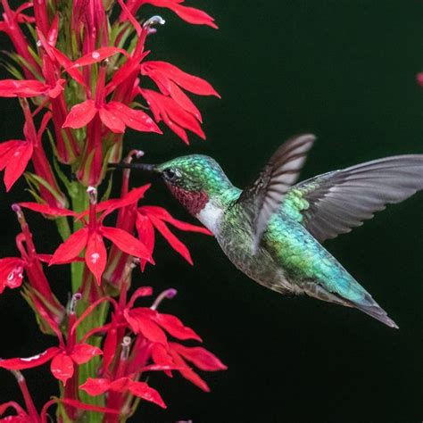 Flowers Hummingbirds Love Best 7 Best Plants To Attract Hummingbirds