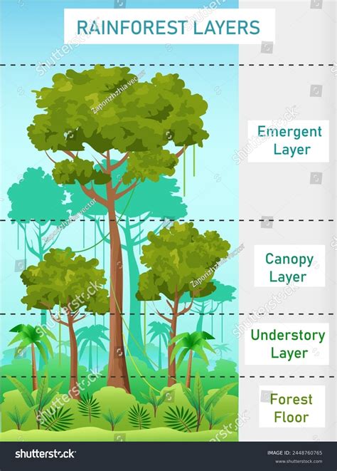 Layers Of The Rainforest Rainforest Animals Biology Tropical Rain