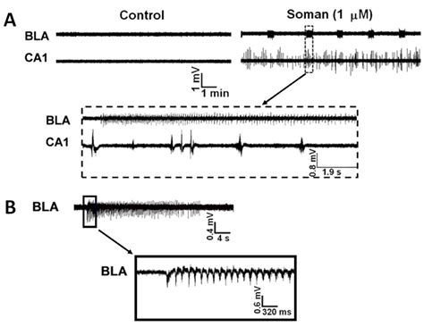 Mechanisms of Organophosphate Toxicity and the Role of ...