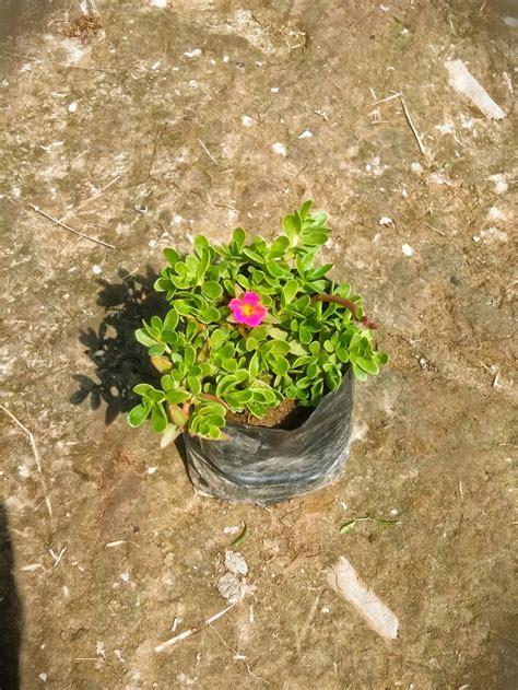 Red Kulfa ( Purslane) Plant in 4 inch polybag – Plantncr