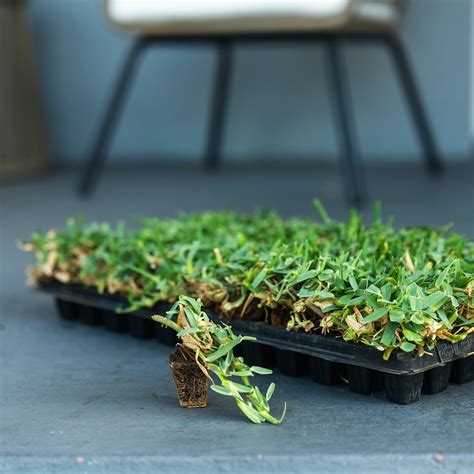 CitraBlue St. Augustine Grass | Sod Solutions