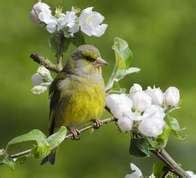 Grønirisk (Chloris chloris) | Vilde fugle fra Danmark