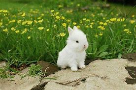 Image result for Cats and Bunnies Hugging