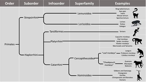 5.4: Primate Diversity - Social Sci LibreTexts - genus of chimpanzee
