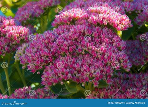 Sedum is a Genus of Succulent Plants in the Crassulaceae Family Stock Photo - Image of succulent ...