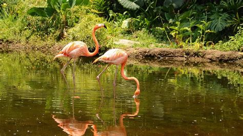 Download wallpaper 1280x720 flamingo, couple, walk, water, trees hd ...
