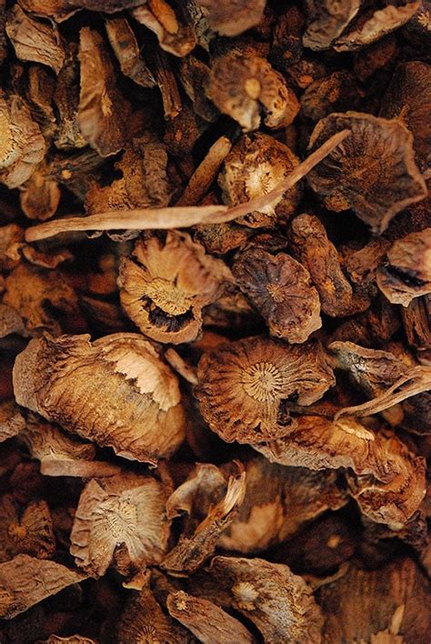 Kuvatulokset haulle how to roast chicory root