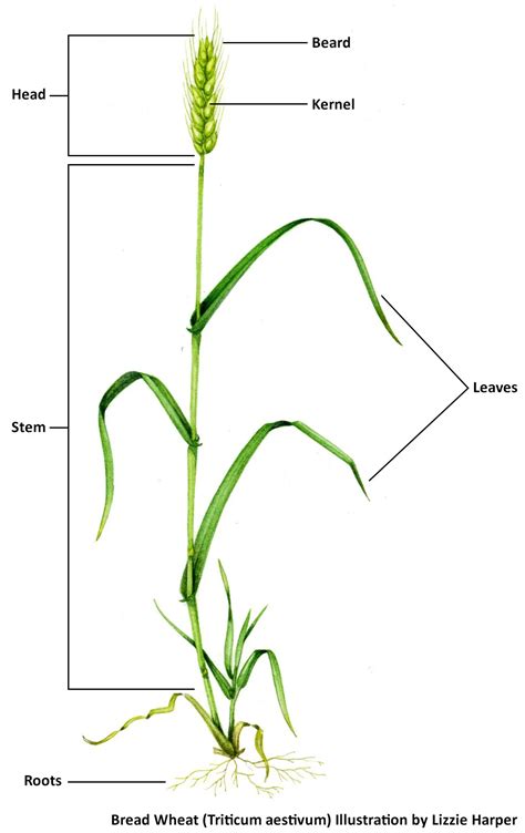 Wheat — Louisiana Ag in the Classroom