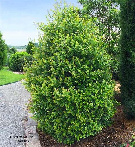 Carolina Cherry Laurel – Bella Jardins Boutique