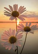 Image result for Flower Sunset Background