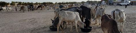 FEED 7000 Cattle, Indian BSF Rescued from smuggling to Bangladesh ...