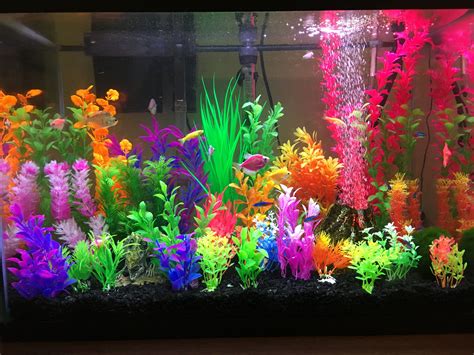 colorful aquarium fish