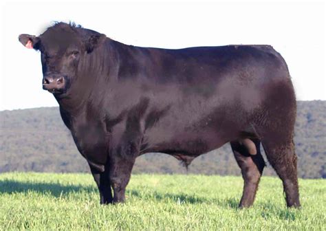Black Angus - 't kleine slagertje - H. Vet