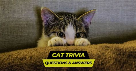 Quiz Bing Chat 的图像结果