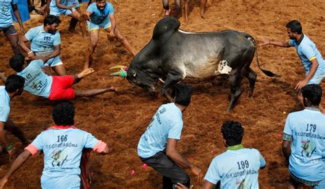 Jallikattu in Pudukottai with 1,300 bulls breaks world record- The Week