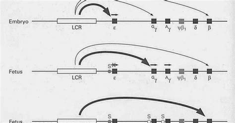 Image result for Locus Control Region Gene Expression