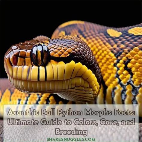 Image result for Axanthic Ball Python Morphs