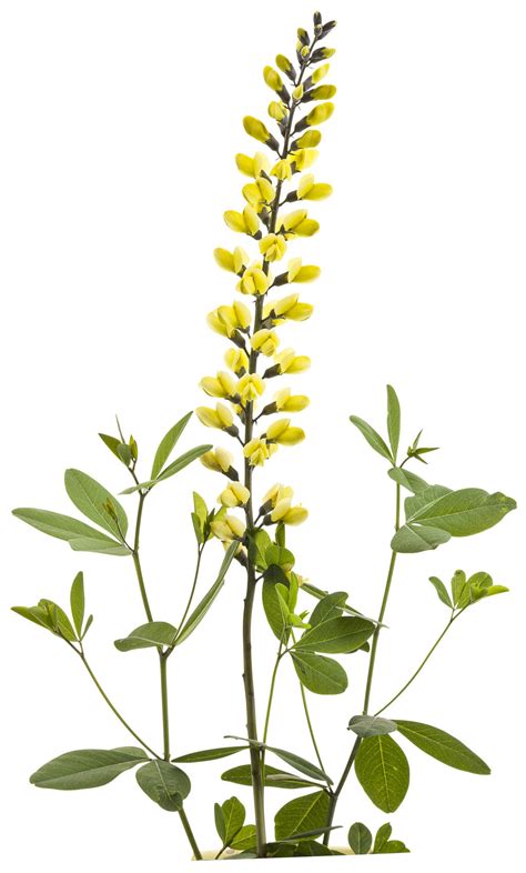 Baptisia Lemon Meringue