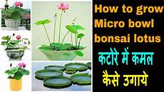 how to grow lotus from seed day how to grow micro bowl bonsai lotus plant from seeds at how to grow lotus from seed day how to grow micro bowl bonsai lotus plant from seeds at