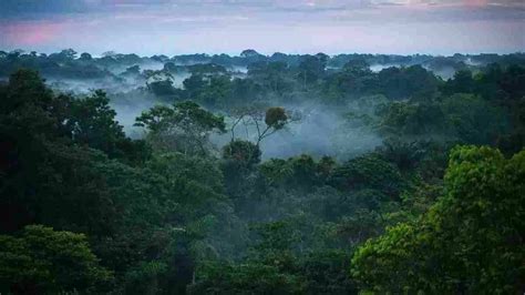 World Rainforest Day 2023: Date, Theme, History, Significance ...