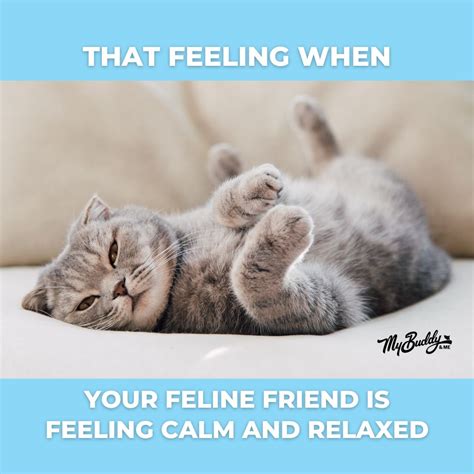 My Buddy And Me on LinkedIn: #mybuddyandme #petcare #petshampoo # ...