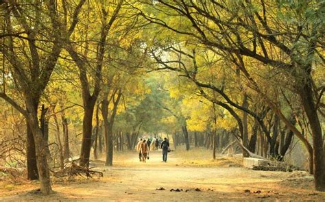 Sultanpur Lake Bird Sanctuary | IndiaUnveiled