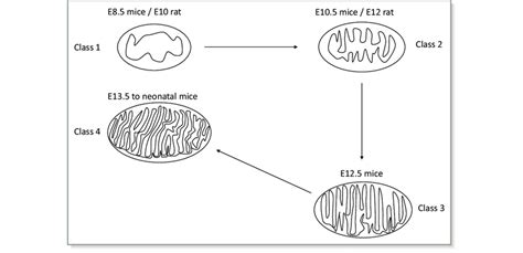 Image result for Mouse Embryo Heart Development