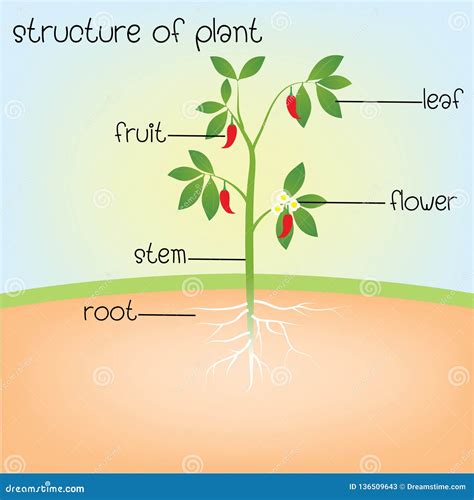 Basic Plant Structure 的图像结果
