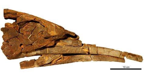 Alien Eating Fish 的图像结果