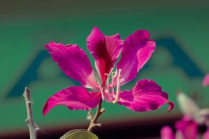 Cloud Farm Bauhinia Acuminata Plant Price in India - Buy Cloud Farm ...