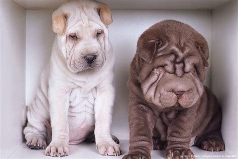 Shar-Pei Puppies | Chinese shar pei, Fluffy animals, Shar pei puppies