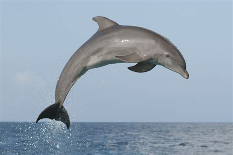 Dolphin In Spanish