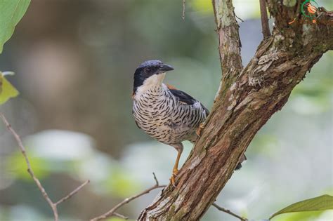 Birds Endemic To Vietnam