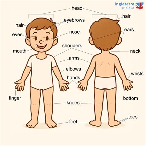 Partes del cuerpo en inglés | Práctico - Inglaterra en Casa