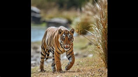 The Alarming Trend of Tiger Deaths in India: Unnatural Causes and the ...