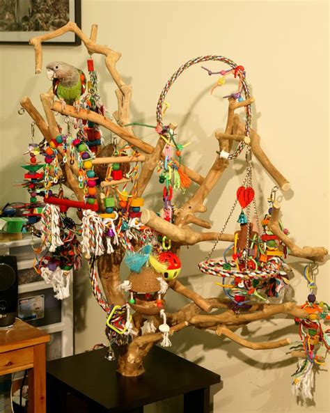 Image result for Simple Parrot Treets