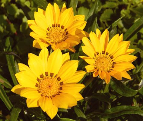 Gazania Red Shades Gazania Rigens Seeds