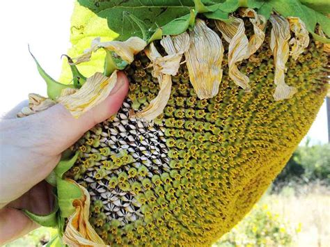 Image result for How Do They Shell Sunflower Seeds