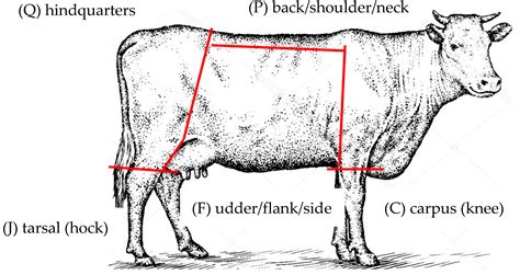 Prevalence, Anatomical Distribution, and Risk Factors for Integumentary ...