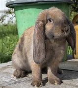 Image result for Floppy-Eared Bunnies Can Eat What