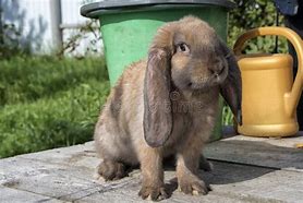 Image result for Brown Bunny Floppy Ears