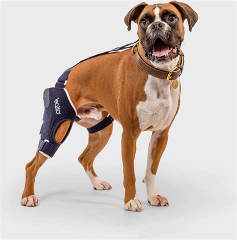 7 Best Dog Knee Braces - iHeartDogs.com