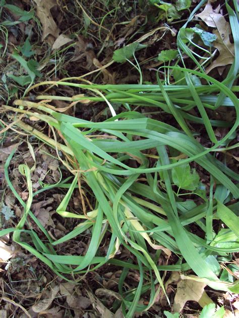 Missouri Survival: Scallions - Wild Green Onions