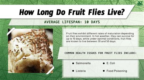 Fruit Fly Average Lifespan at Corrina Davis blog