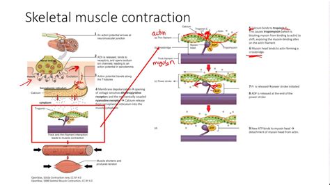 Image result for Treppe Muscle Contraction
